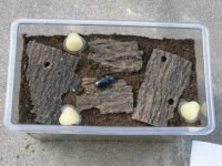クワガタ菌床産卵セット