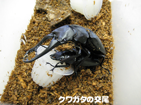 クワガタに卵を産ませる クワガタ カブトムシ飼育情報 月夜野きのこ園