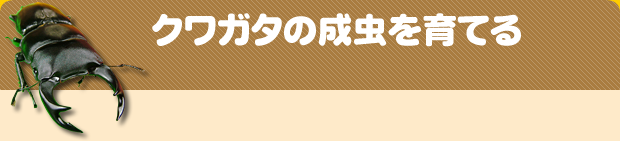 クワガタ成虫飼育 クワガタ カブトムシ飼育情報 月夜野きのこ園
