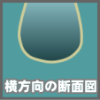 クワガタ蛹室-横方向の断面図